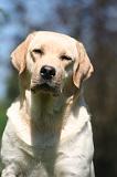 LABRADOR 1219